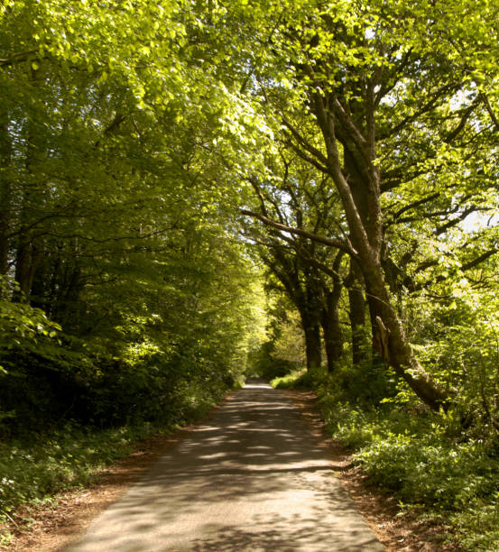 istock Leafy country lane in Somerset 1459089315