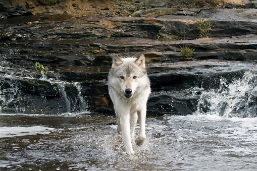 Grey wolf walks through water towards viewer with waterfalls and rocks in the background