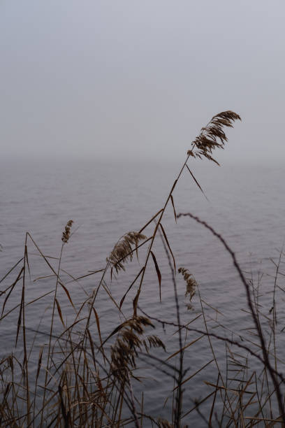 Fog on the lake.
