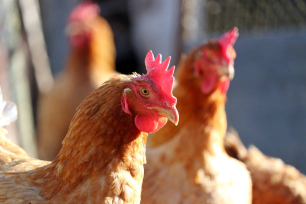 Chickens on a farm in sunlight, poultry and household concept stock photo