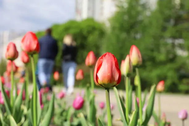 Photo of Red tulip flowers on a street