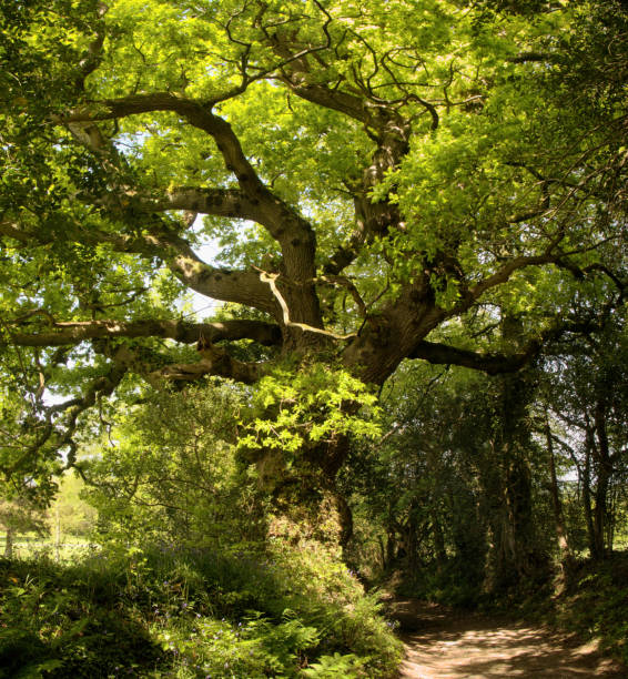 istock Leafy country lane in Somerset 1459089762
