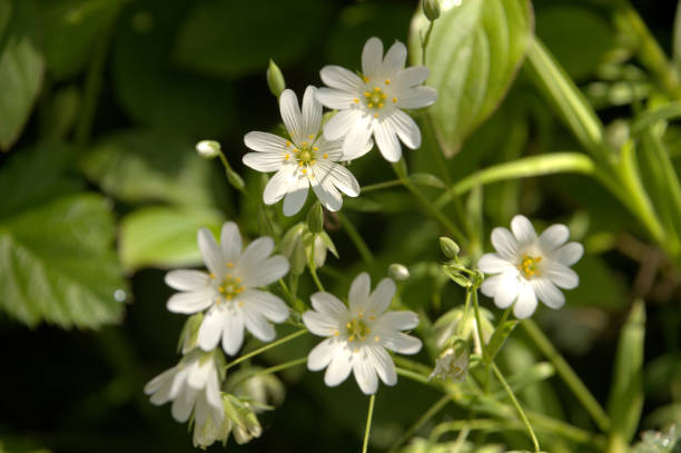 istock Greater stitchwort (Stellaria holostea) in Somerset hedgerow 1459089766