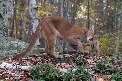 Mother licks baby cougar in the autumnal forest