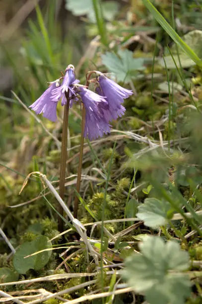 Purple alpine flower on the Pizol, Swiss Alps