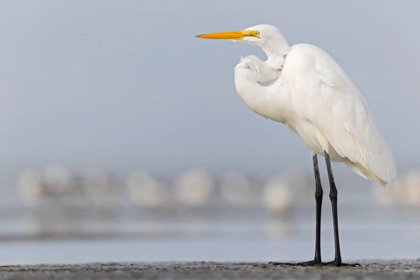 A large great egret (Ardea alba) resting on the Texas beach.