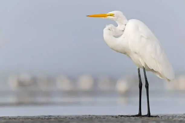 Photo of A large great egret (Ardea alba) resting on the Texas beach.