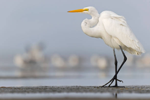 istock A large great egret (Ardea alba) resting on the Texas beach. 1459090050