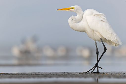 A huge egret photographed at very close rang along the beach on the coastal mud flats.