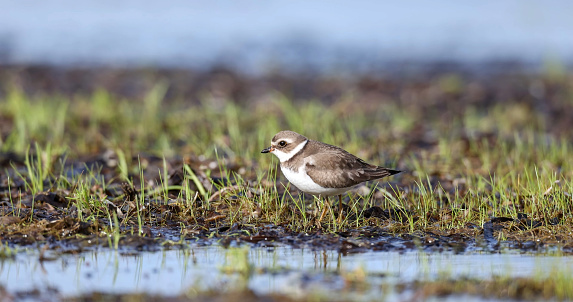 piping plover (Charadrius melodus)