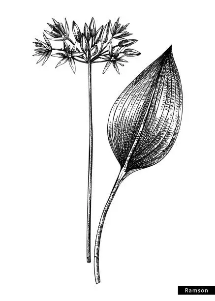 Vector illustration of Woodland flower sketch