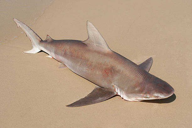shark stock photo