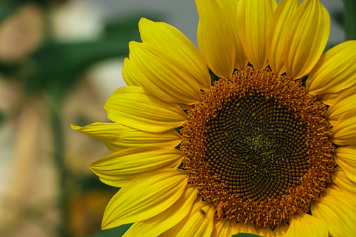 Sunflower natural background. Sunflower blooming. Close-up of sunflower. Sunflowers symbolize adoration, Bangladesh