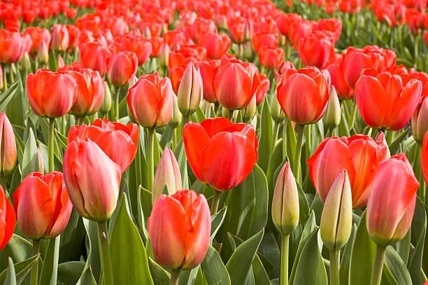 Champ de tulipes de roux - Photo