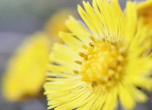 Close-up of Coltsfoot flower (Tussilago farfara). Shallow depth of field.