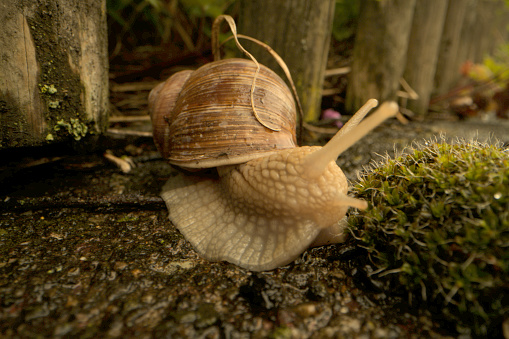 Edible snail on moist rock in a garden in Switzerland