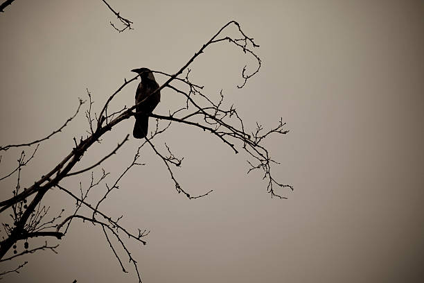 istock Old style crow on the branch 145909264