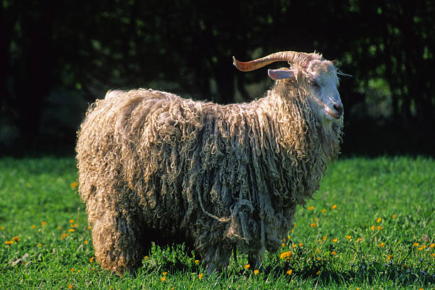 chèvre angora - angora wool zdjęcia i obrazy z banku zdjęć