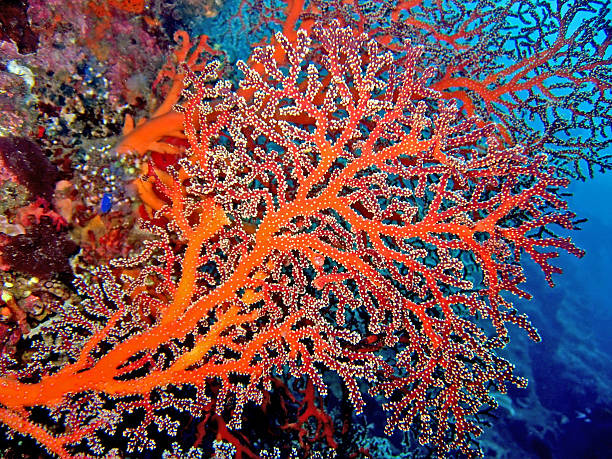 istock Red coral reef under a large amount of water 145909389