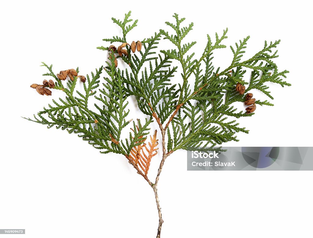 thuja - Foto stock royalty-free di Ramoscello d'Ulivo