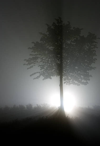 Tree with a luminous flux stock photo