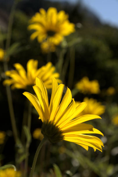 istock Jerusalem Artichoke, flower in isolation 1459095039