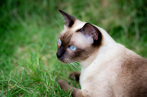seal point Siamese cat with blue eyes sitting in the garden with green grass. Thai cat looking something on the lawn.