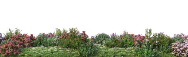 istock 3d render Shrubs and flower on a white background 1459097390