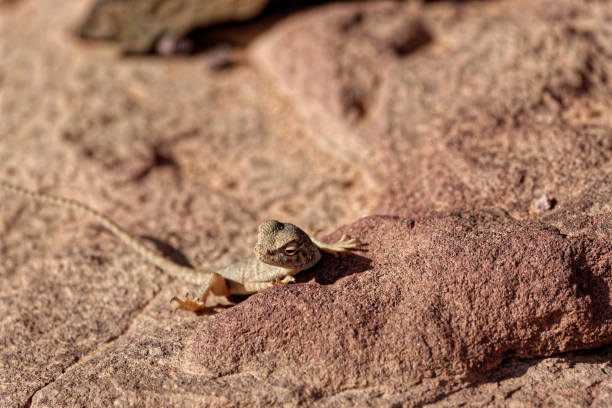 istock A lizard in the middle of the desert 1459097648