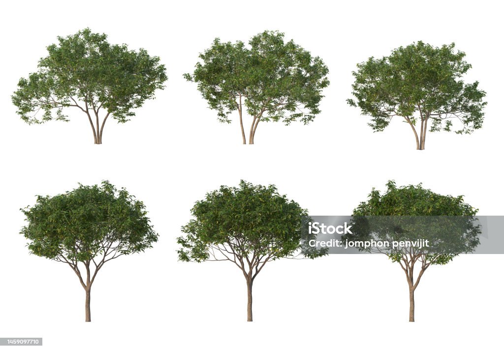 3d Render Tree On A White Background Stock Photo - Download Image Now ...