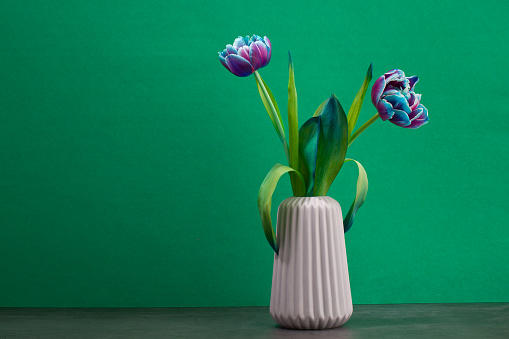 Beautiful blue and purple tulips in ceramic vase on green background.copy space