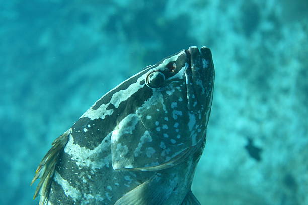 Sideview of Nassau Grouper head and dorsal fin