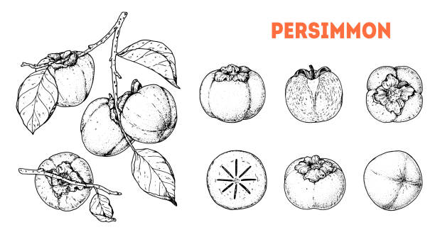 300+ Persimmon Tree Drawing Illustrations - iStock
