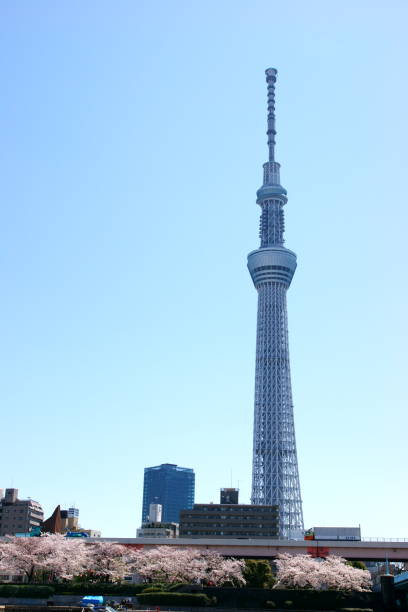 istock Tokyo Skytree Tower and cherry blossoms 1459099901