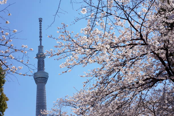 istock Tokyo Skytree Tower and cherry blossoms 1459099916