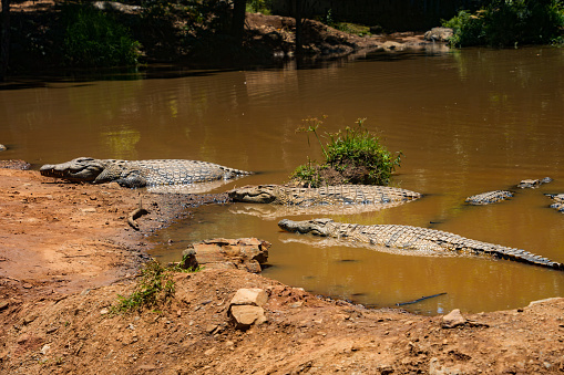 A float of crocodiles that is half submerged in water near the bank of a muddy river.