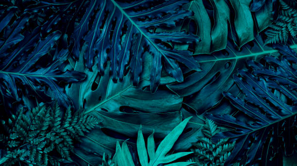 istock Tropical leaves, dark nature background 1459100787
