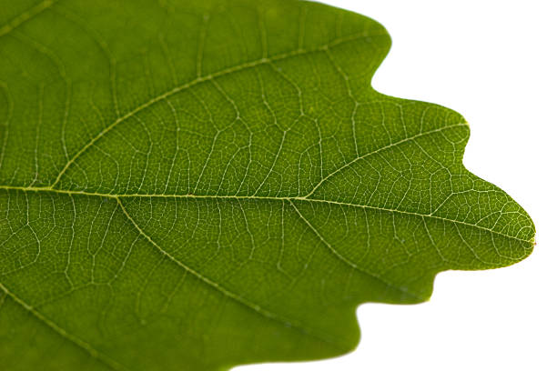 Oak`s leaf with small vein stock photo