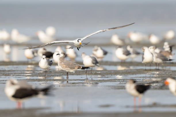istock A royal tern (Thalasseus maximus) landing on the mud flats in Texas. 1459102075