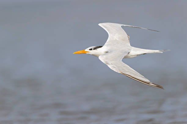 istock A royal tern (Thalasseus maximus) in flight at the coastline. 1459102241