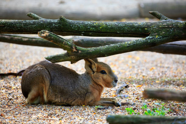A close-up portrait of a capybara. The capybara is a large rodent native to South America.  The image highlights the animal's distinctive features, including its brown fur, large nose, and expressive eyes.  The backdrop is a natural setting, likely a zoo or wildlife preserve.