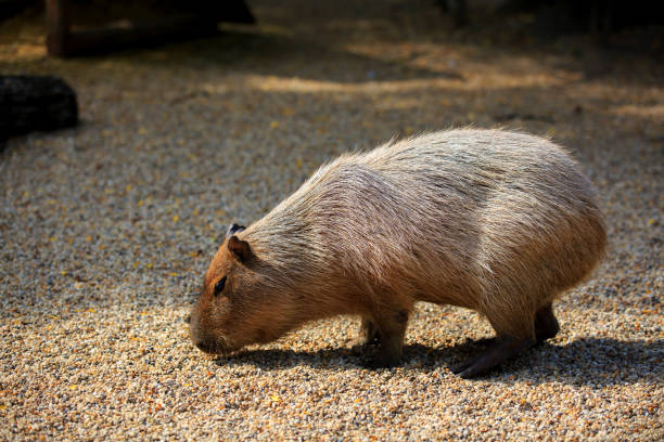 KAPIBARA Kapibara the Capybara Blind Box Series - Mindzai Toy Shop
