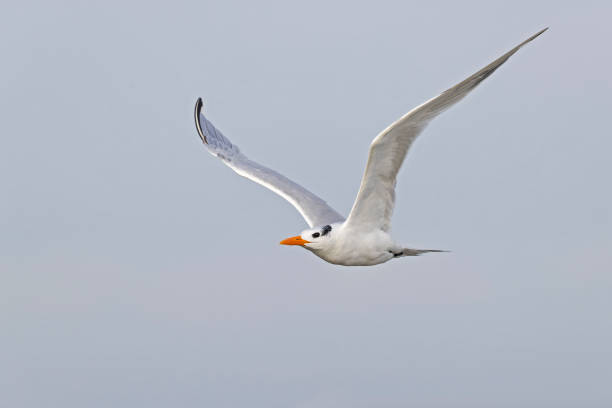 istock A royal tern (Thalasseus maximus) in flight at the coastline. 1459102459