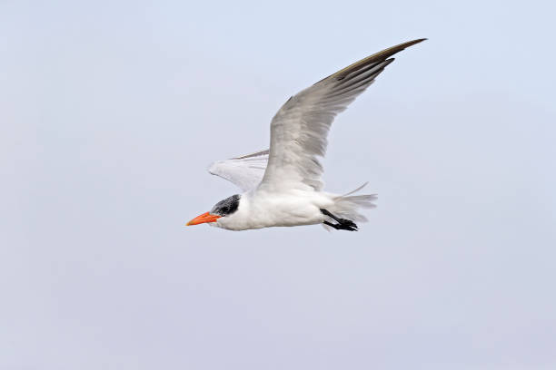 istock A Caspian tern (Hydroprogne caspia) in flight at the coastline. 1459102475