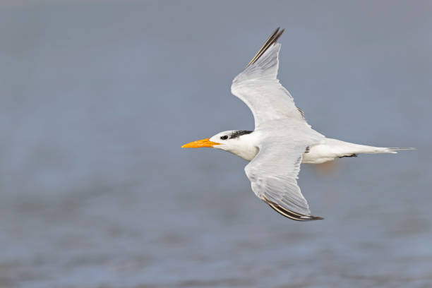 istock A royal tern (Thalasseus maximus) in flight at the coastline. 1459102497