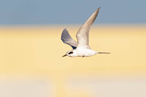 istock A forster's tern (Sterna forsteri)  in flight at the coastline. 1459102573