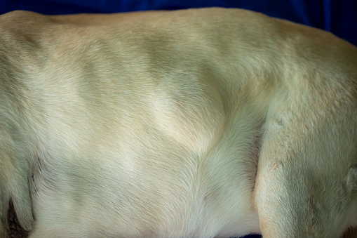 Cancer lipoma on a 15-year-old Labrador dog.