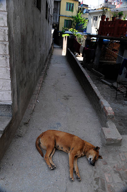istock Dog sleeping in shadowy alley 145910282
