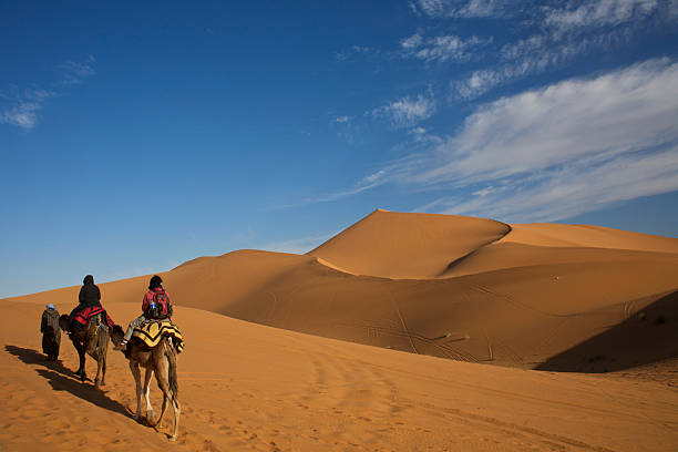 istock Two camels in the Sahara desert on a sunny day 145910343