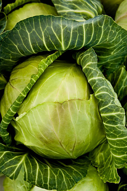 Cabbage Head stock photo